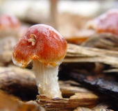 Orangeroter Träuschling (Stropharia aurantica)-L. Klasing