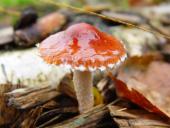 Orangeroter Träuschling (Stropharia aurantica)-L. Klasing