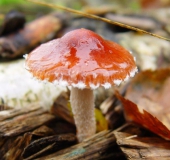 Orangeroter Träuschling (Stropharia aurantica)-L. Klasing