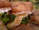 Dunkler Hallimasch (Armillaria solidipes)-L. Klasing
