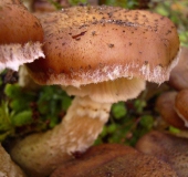 Dunkler Hallimasch (Armillaria solidipes)-L. Klasing