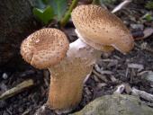 Dunkler Hallimasch (Armillaria solidipes)-L. Klasing