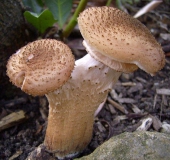 Dunkler Hallimasch (Armillaria solidipes)-L. Klasing