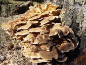 Riesenporling (Meripilus giganteus)-L. Klasing