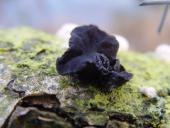 Stoppeliger Drüsling (Exidia glandulosa)-L. Klasing