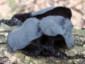 Stoppeliger Drüsling (Exidia glandulosa)-L. Klasing