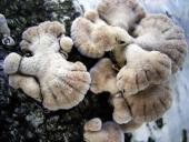 Gemeiner Spaltblättling (Schizophyllum commune)-L. Klasing