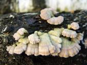 Gemeiner Spaltblättling (Schizophyllum commune)-L. Klasing