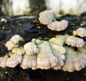 Gemeiner Spaltblättling (Schizophyllum commune)-L. Klasing