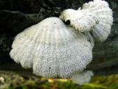 Gemeiner Spaltblättling (Schizophyllum commune)-L. Klasing