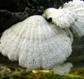 Gemeiner Spaltblättling (Schizophyllum commune)-L. Klasing