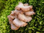 Gemeiner Spaltblättling (Schizophyllum commune)-L. Klasing