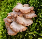 Gemeiner Spaltblättling (Schizophyllum commune)-L. Klasing