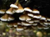 Krauser Adernzähling (Plicaturopsis crispa)-L. Klasing