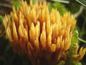 Schwefelgelbe Koralle (Ramaria flava)-L. Klasing
