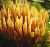 Schwefelgelbe Koralle (Ramaria flava)-L. Klasing