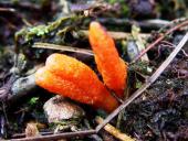 Puppenkernkeule (Cordyceps militaris)-L. Klasing