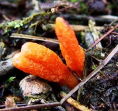 Puppenkernkeule (Cordyceps militaris)-L. Klasing