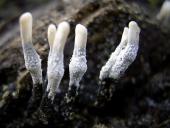 Geweihförmige (Holzkeule (Xylaria hypoxylon)-L. Klasing