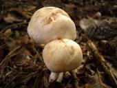 Gefleckter Rübling (Collybia maculata)-L. Klasing