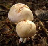 Gefleckter Rübling (Collybia maculata)-L. Klasing