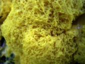 Hexenbutter Gelbe-Lohblüte (Fuligo septica)-L. Klasing