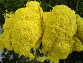 Hexenbutter Gelbe-Lohblüte (Fuligo septica)-L. Klasing