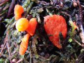 Puppenkernkeule (Cordyceps militaris)-L. Klasing