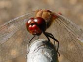 Blutrote Heidelibelle (Sympetrum sanguineum)-L. Klasing