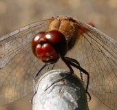 Blutrote Heidelibelle (Sympetrum sanguineum)-L. Klasing