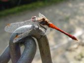 Blutrote Heidelibelle (Sympetrum sanguineum)-L. Klasing