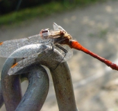 Blutrote Heidelibelle (Sympetrum sanguineum)-L. Klasing