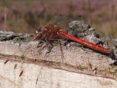 Eventuell: Südliche Heidelibelle (Sympetrum meridionale)-L. Klasing