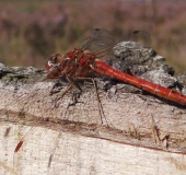 Eventuell: Südliche Heidelibelle (Sympetrum meridionale)-L. Klasing