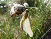 Große Heidelibelle (Sympetrum striolatum)-L. Klasing