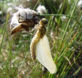 Große Heidelibelle (Sympetrum striolatum)-L. Klasing