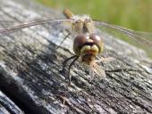 Frühstück: Schwarze Heidelibelle W. (Sympetrum danae)-L. Klasing