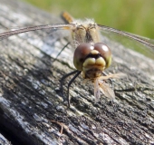 Frühstück: Schwarze Heidelibelle W. (Sympetrum danae)-L. Klasing