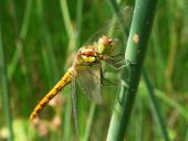 Große Heidelibelle W. (Sympetrum striolatum)-L. Klasing