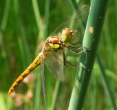 Große Heidelibelle W. (Sympetrum striolatum)-L. Klasing