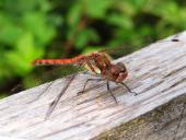 Große Heidelibelle M. (Sympetrum striolatum)-L. Klasing