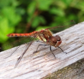 Große Heidelibelle M. (Sympetrum striolatum)-L. Klasing