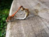 Paarung: Große Heidelibelle (Sympetrum striolatum)-L. Klasing
