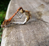 Paarung: Große Heidelibelle (Sympetrum striolatum)-L. Klasing