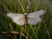 Schwarze Heidelibelle W. (Sympetrum danae)-L. Klasing