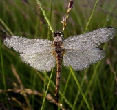 Schwarze Heidelibelle W. (Sympetrum danae)-L. Klasing