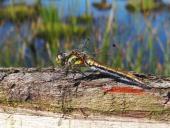 Schwarze Heidelibelle W. (Sympetrum danae)-L. Klasing