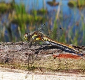 Schwarze Heidelibelle W. (Sympetrum danae)-L. Klasing