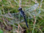 Schwarze Heidelibelle M. (Sympetrum danae)-L. Klasing