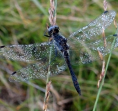 Schwarze Heidelibelle M. (Sympetrum danae)-L. Klasing